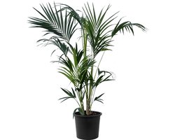 Tropictrees Kentia Palm - Howea Forsteriana - Kamerplanten - Luchtzuiverend - Groenblijvend - Hoogte 150cm