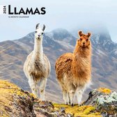 Llamas Kalender 2024