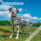 Dalmatier Kalender 2024