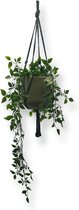 Plantenhanger - Donkergroen - 60 cm - Katoen - Macramé - Handgemaakt in Nederland - Let op: Excl. Pot - Inclusief Verzendkosten