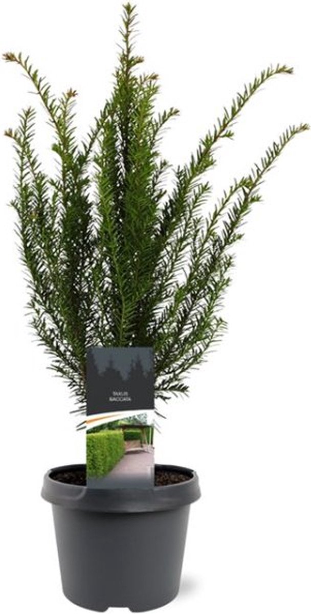 Taxus baccata C3 40-50 cm - Formele haag - Geschikt voor vormsnoei - Vruchtdragend - Weinig onderhoud