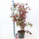 Acer palmatum 'Atropurpureum' C5 50-60 cm