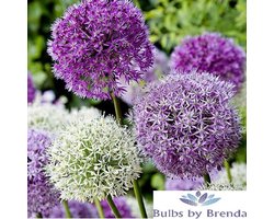 Allium Mix | 15 stuks | Sierui | Alliumbol