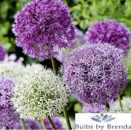Allium Mix | 15 stuks | Sierui | Alliumbol