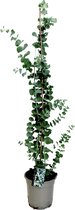 Plant in a Box - Eucalyptus cinerea 'Silver Dollar' - Winterharde Eucalyptus - Pot 19cm - Hoogte 100-110cm