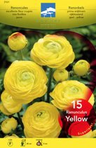 Ranunculus geel/jaune