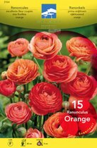 Ranunculus oranje/orange