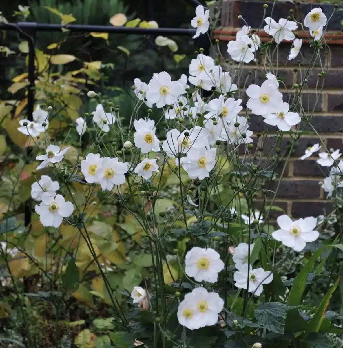 12x Anemone 'Honorine Jobert' (Herfstanemoon) – Winterharde Vaste Plant (Voor 2m², p9 Potmaat, 9x9 cm)