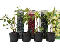 Plant in a Box - Mix van 8 bessenplanten - Braam, kruisbes, aalbes en zwarte bes - Pot 9cm - Hoogte 25-40cm