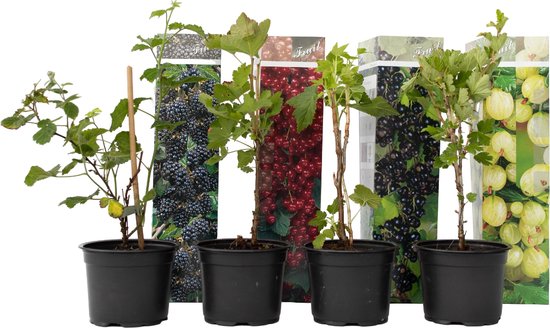 Vier bessenplanten in zwarte potten, met verpakkingen van bramen, aalbessen, zwarte bessen en kruisbessen.