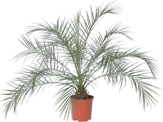 Phoenix roebelenii - Dwergdadelpalm - Hoogte 80-90cm