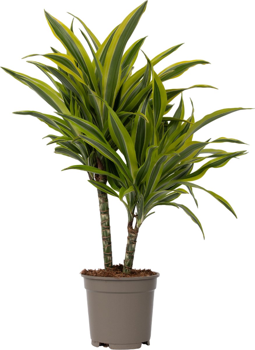 Plant in a Box - Dracaena Deremensis - Lemon Lime - Drakenboom - Pot 17cm - Hoogte 60-70cm