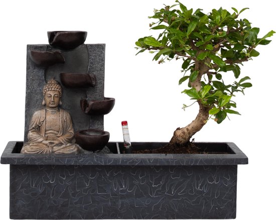 Plant in a Box - Bonsai boompje met Easy-care watersysteem én stromende waterval over Buddha beeldje - kamerplant - Hoogte 25-35cm