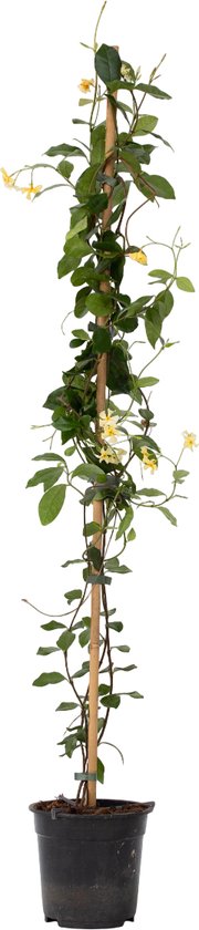 PLANT IN A BOX Jasmin étoilé - Set De 2 - Trachelospermum Jasminoides H110 120cm 17cm