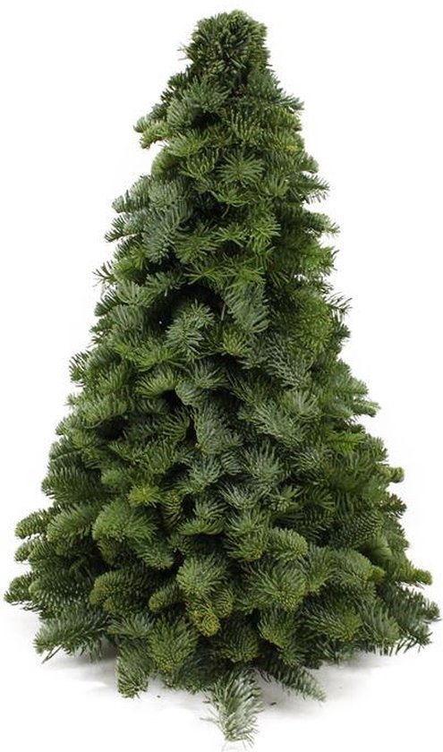 De Nobilis Kerstboom , Compacte Vorm, Kerst 50cm