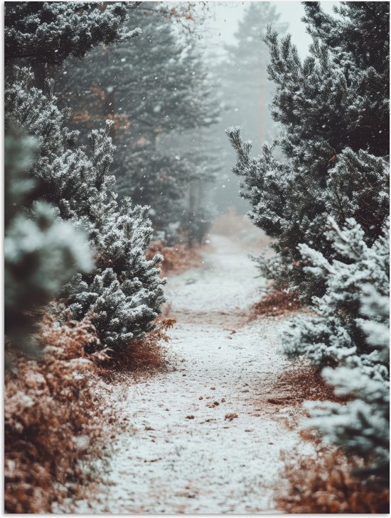 Poster 60x80 cm - Bos - Winter - Bomen - Natuur - Pad - Sneeuw - Posters - Kamer decoratie - Wanddecoratie woonkamer - Muurdecoratie slaapkamer