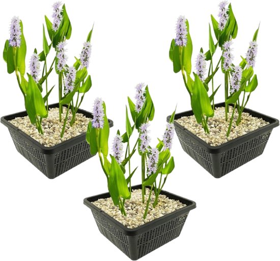 vdvelde.com - Snoekkruid Wit - 12 stuks - 3 Vijvermanden - Pontederia Cordata Alba - Waterplant - Volgroeide hoogte: 80 cm - Plaatsing: -1 tot -20 cm