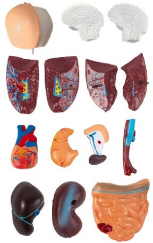 Menselijk Torso Model 28 cm - Anatomie Afneembare Interne Organen Skelet Model - 15-delig