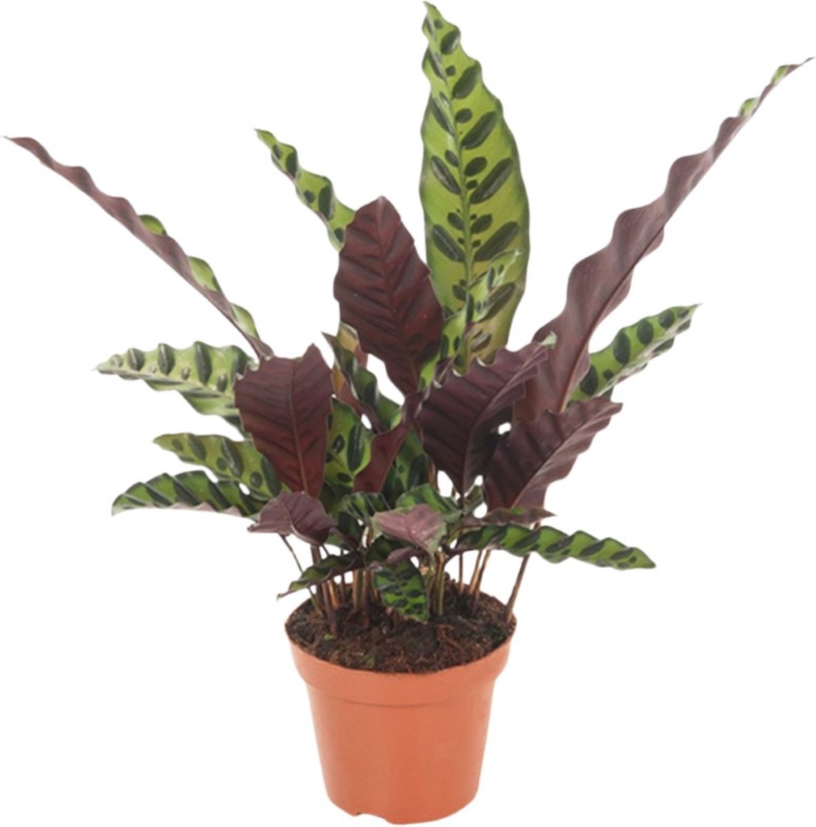 Calathea | Pauwenplant | 35cm | exclusief keramieken pot