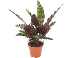 Calathea | Pauwenplant | 35cm | exclusief keramieken pot