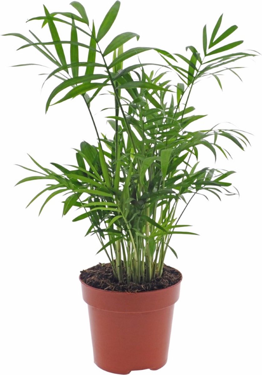 Chamaedorea Elegans | 35cm | exclusief keramieken pot