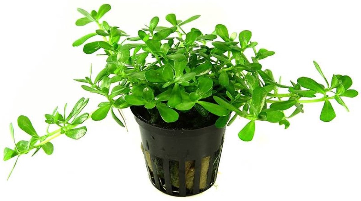 Aquafleur Bacopa Monnieri Compacta | Kleinbladige Bacopa | in 5 cm pot