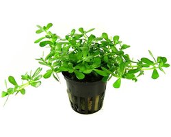 Aquafleur Bacopa Monnieri Compacta | Kleinbladige Bacopa | in 5 cm pot