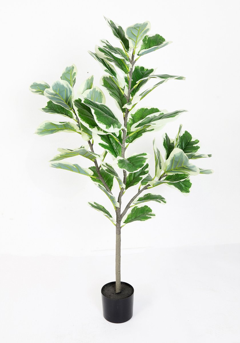 Ficus lyrata S groen