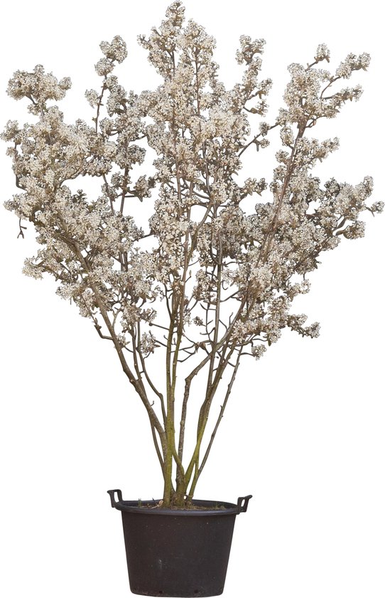 Krentenboom meerstammig Amelanchier lamarckii h 187,5 cm