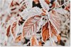 Feuilles, Hiver