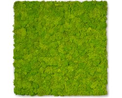 Mos wandpaneel - Akupanel - Plantenwand - Planten muur - Lichtgroen - 60 x 60 cm