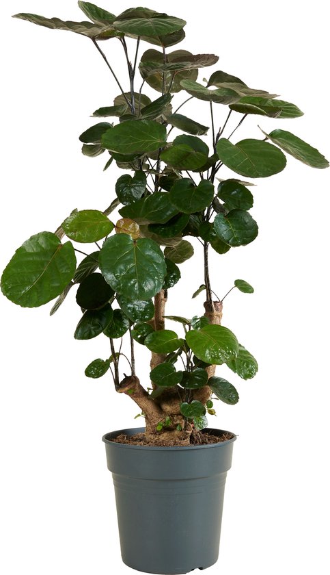 Polyscias Fabian kamerplant in een donkergrijze pot, op een witte achtergrond.