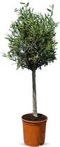 Sunny Tree - Winterharde Olijfboom op Stam 100 cm - Olea Europaea - 10 Jaar Oud - Winterhard - Groenblijvend