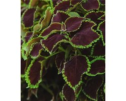 Coleus x blumei Solento Mint
