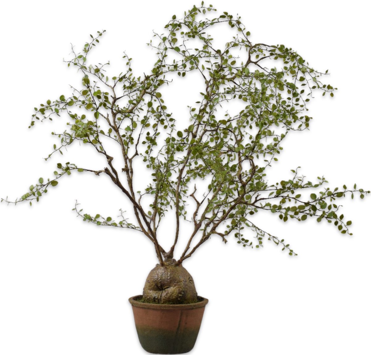 Silk-ka - Kunstplant - groen - H86 cm