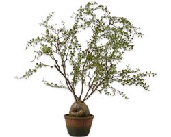 Silk-ka Kunstplant voor Binnen Groen 86 cm