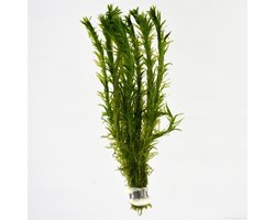 Moerings Aquariumplanten - Elodea densa (Bos)
