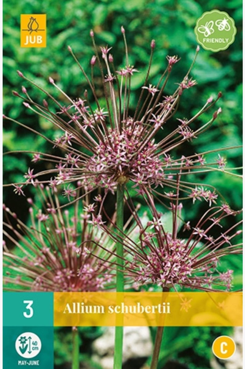 Schuberts sierui (Allium Schubertii) - - Sierui - Snijbloemen - Zomerbollen - Voorjaarsbollen - bloeit in Mei / Juni