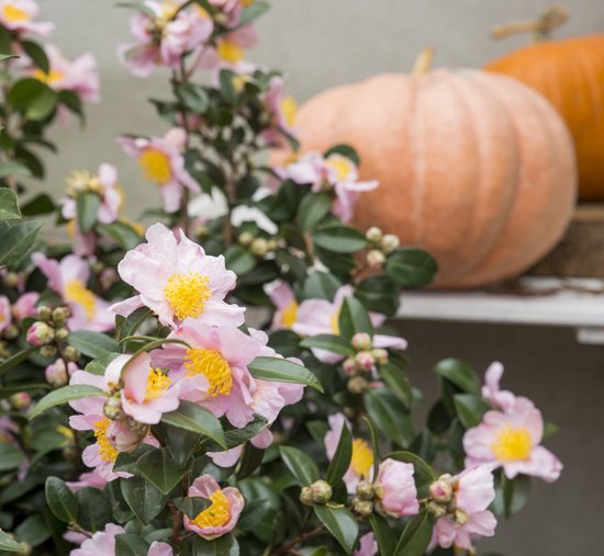 Camellia sasanqua 'Pink' - rose - persistant - env. 35 cm de haut - pot 15cm