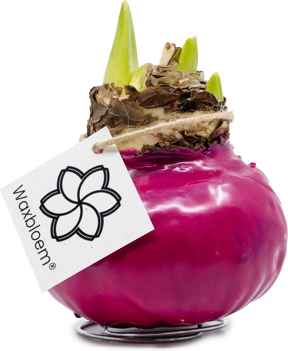 Waxbloem® | Wax Amaryllis | Fuchsia