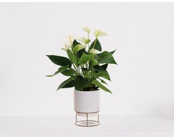 Anthurium Wit in sierpot Emma wit – bloeiende kamerplant – flamingoplant – 40-50cm - Ø13 – geleverd met plantenpot – vers uit de kwekerij