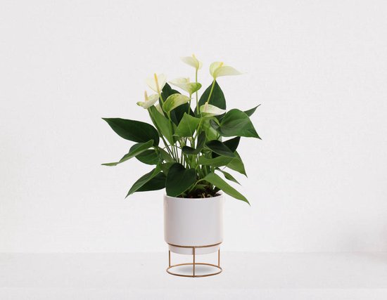 Anthurium Wit in sierpot Emma wit – bloeiende kamerplant – flamingoplant – 40-50cm - Ø13 – geleverd met plantenpot – vers uit de kwekerij