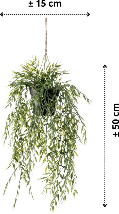 Groene hangplant met lange, slanke, lichtgroene bladeren, ca. 50 cm lang en 15 cm breed.