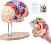 Modèle de cerveau humain VEVOR, 4 parties, agrandi 2x, détachable, PVC, pour la formation, les Outils, les fournitures d'enseignement médical, pour l'enseignement professionnel, les Étudiants, les professionnels et les enseignants