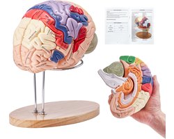 VEVOR Model van het Menselijk Brein, Anatomieonderwijs, Hersenmodel, 4 Delen, Gelabeld, 2 Keer Vergroot