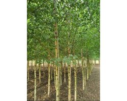 Betula pendula (alba/verrucosa) - Ruwe Berk, Scherpe Berk, Witte Berk, Gewone Berk, Zilverberk 16/18 cm stamomtrek - Hoogstam in pot
