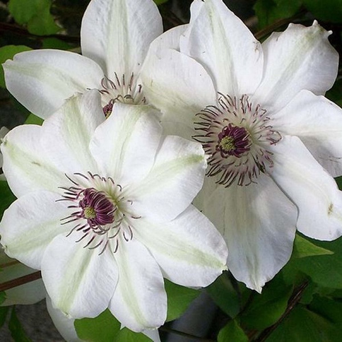 3 x Clematis Miss Bateman: 3 halen/2 betalen - Klimplant | Wit Bloeiend, Meerjarig en Winterhard | 3 x 1,5 liter pot