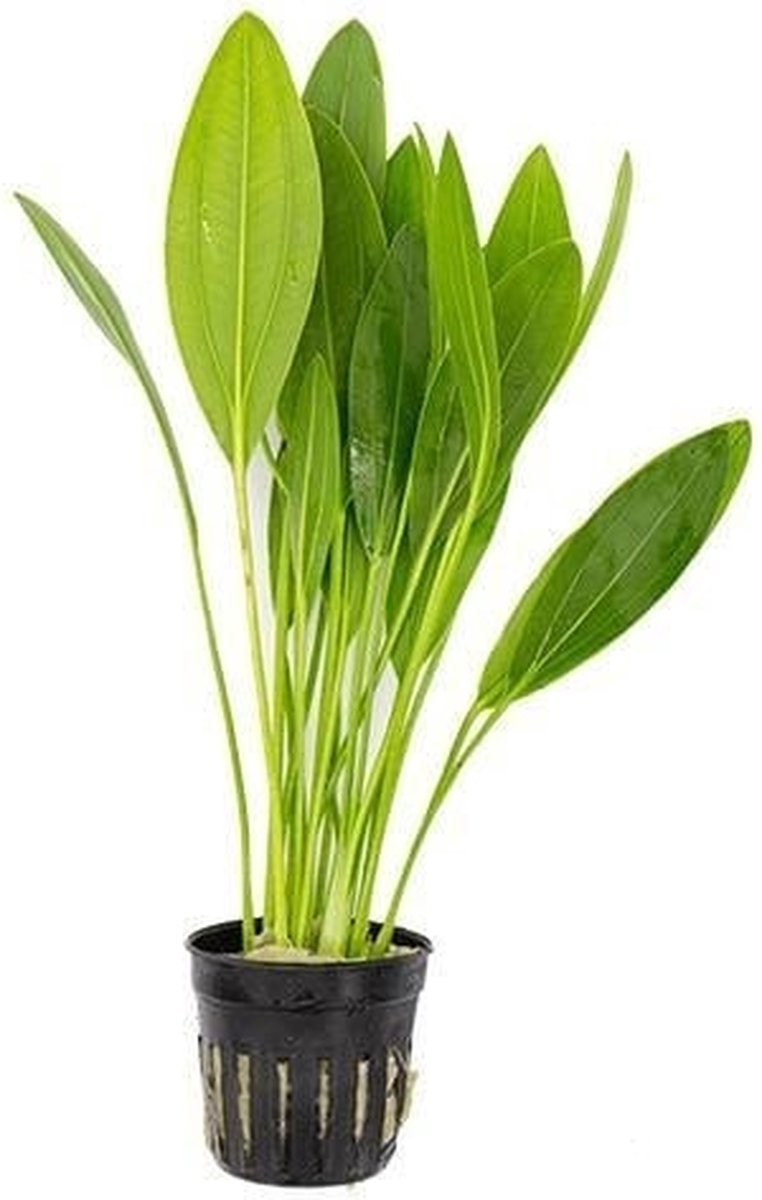 Moerings Echinodorus Muricatus in 5 cm pot