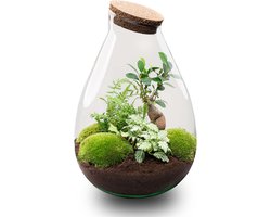 Drop XL Bonsai 'Groen' - DIY Planten terrarium - Ecosysteem plant - Ø 24 cm ↑ 37 cm