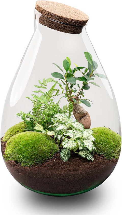 Terrarium Plantes - Drop XL Bonsai 'Green' - plant de l'écosystème - ↑ 37 cm